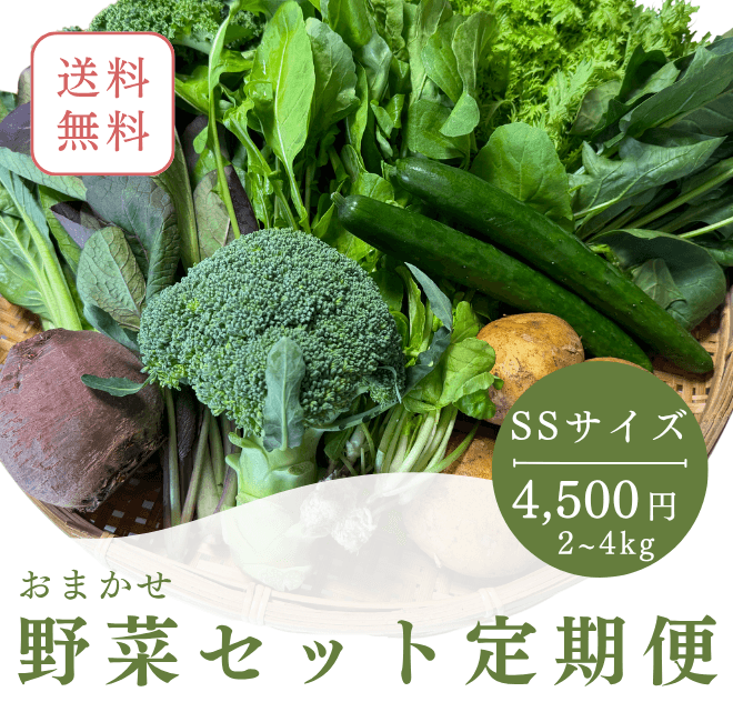 SSサイズ