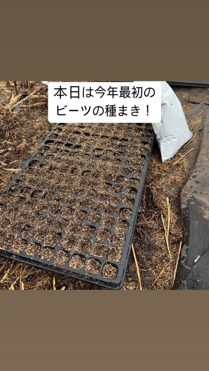 今年最初のビーツの種まき、始まりました!